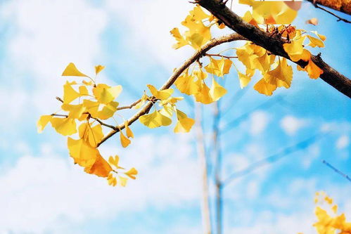 食用林產(chǎn)品質量安全科普小常識