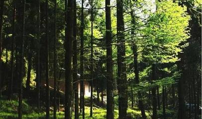 圖說巴中美景|林木蔥,清風(fēng)爽,森林康養(yǎng)天馬山