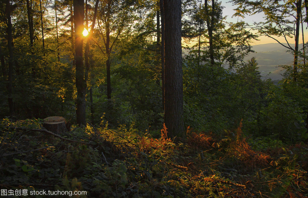 日落森林樹木