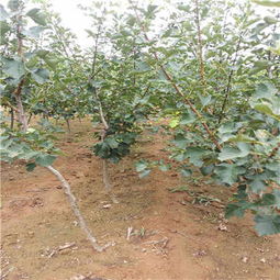 保山甜紅籽山楂苗價格 采購價格