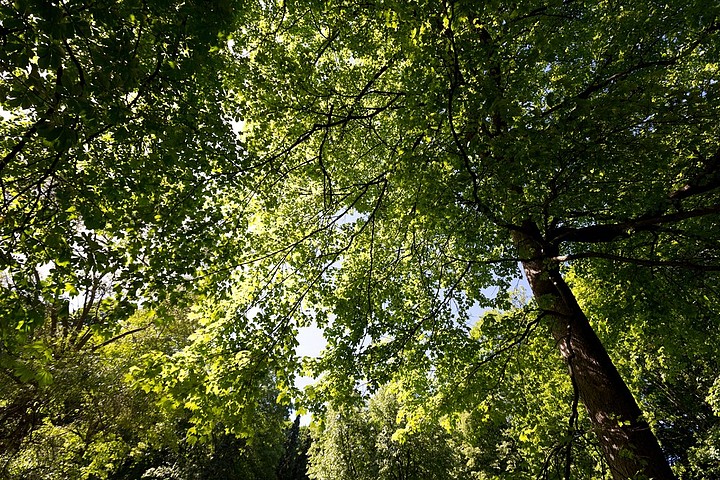 背景圖片自然風(fēng)光植物