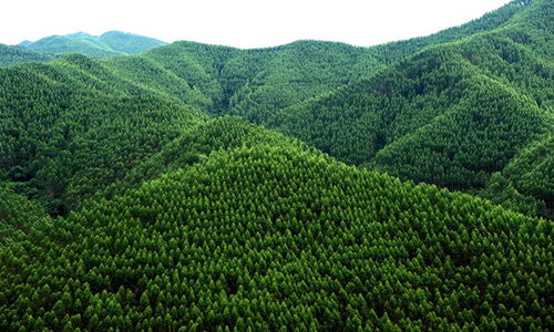 崇左寧明縣 六個(gè)著眼 做大做強(qiáng)林木產(chǎn)業(yè)