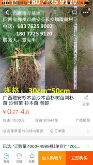杉木苗杉樹苗苗場直銷18077259120 供應(yīng)福建漳州云霄漳浦詔安長泰縣