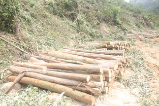 真金白銀買林木 無證砍伐被抓獲
