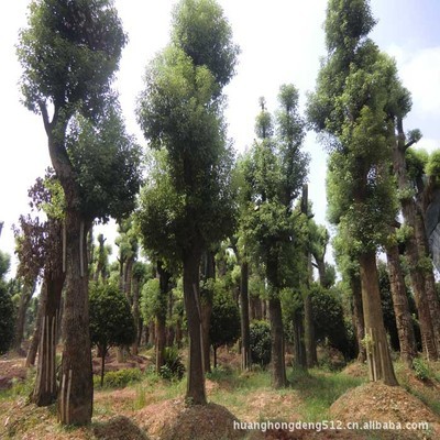 【灌木】優價優質低價直銷綠化樹苗 茶花 海石榴曼陀羅玉茗花耐冬_經濟林木_農林牧漁行業_產品_中國特產網