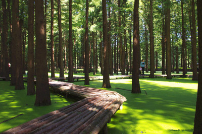 采棕葉、賽龍舟、做香囊&hellip;今年帶娃到這里過一個不同尋常的端午節