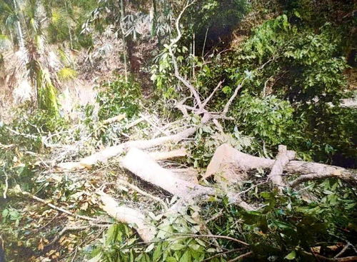 山中采藥發現珍貴林木,一時貪心帶來的一生悔恨