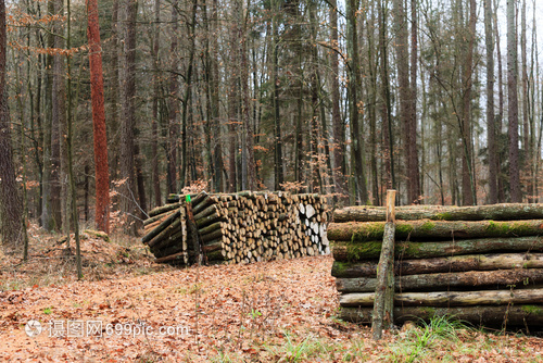林木秋天森的材伐新剪的樹堆積起來秋天的風(fēng)景