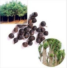 【樟木子】最新最全樟木子 產(chǎn)品參考信息