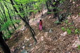 林木茂盛雙樓山 如夢如幻林中穿 隨太行群環(huán)穿內(nèi)丘招乜雙樓山