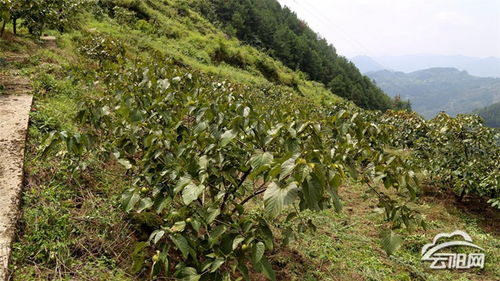 云陽油桐種子園入選首批市級林木種質(zhì)資源庫