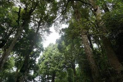 尋烏:第二次林木種質(zhì)資源外業(yè)調(diào)查工作完成,成果豐碩.