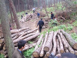 亂伐林木罪 法律定義、構成要件與生態保護意義