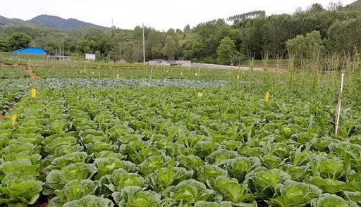 青山綠水中的人與自然和諧 生態(tài)蔬菜培育之道