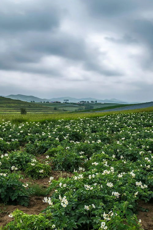 助力你的囤菜大業(yè) 中國蔬菜大省究竟有多猛？