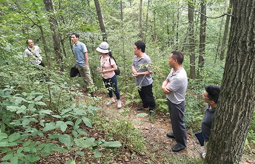 從停止天然林商品性采伐到蔬菜培育 生態(tài)保護(hù)與農(nóng)業(yè)發(fā)展的協(xié)同路徑