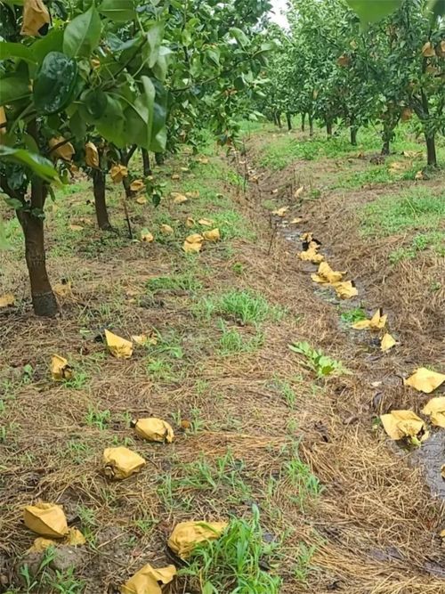 臺(tái)風(fēng)‘煙花’過后，如何加快林木恢復(fù)？花卉專家給出指導(dǎo)意見