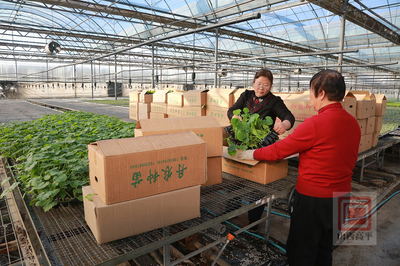 工廠化育苗增產(chǎn)又增收 為春耕備耕做足準(zhǔn)備