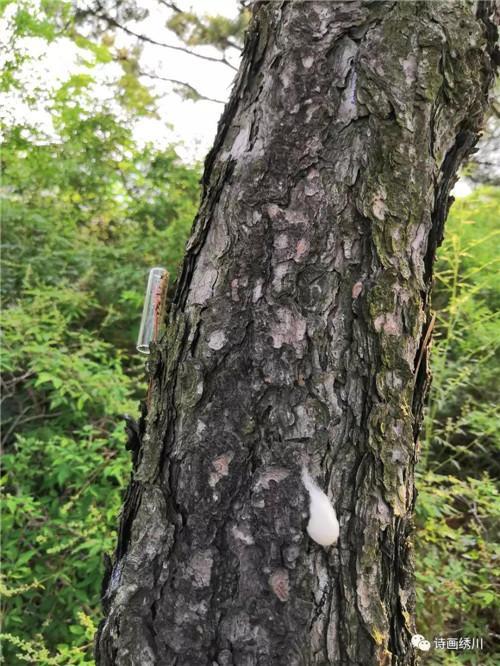錦繡川辦事處三舉措抓實(shí)林木病蟲害防治