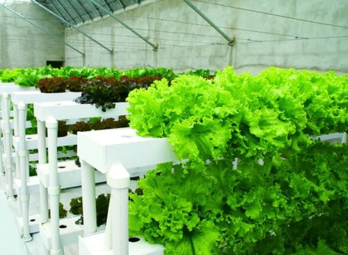 水培蔬菜的利與弊 可持續(xù)栽培模式與盆景應(yīng)用設(shè)計(jì)