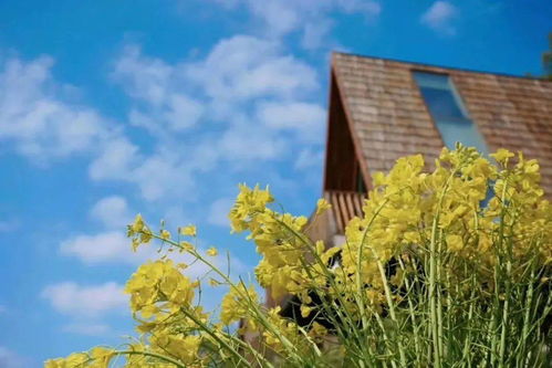 睡進(jìn)至美樹(shù)屋，驚艷一整個(gè)春天 鼻祖級(jí)油菜花海之旅