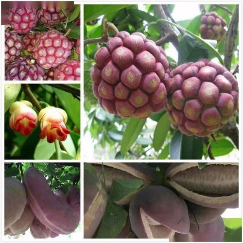 2021年度國(guó)家林草局花卉產(chǎn)品行業(yè)監(jiān)測(cè)工作圓滿(mǎn)收官