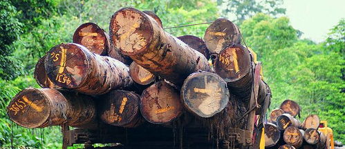 榮興原木家裝定制 雙11匠心鉅惠，尊享自然品質(zhì)生活