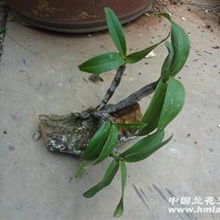 奇根共舞，古木相依 品鑒粗壯精品野生翅梗石斛的盆景藝術(shù)