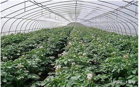 科技賦能，高效栽培 產(chǎn)量倍增、上市提前的盆景蔬菜種植新模式