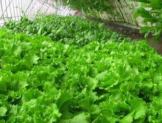 從田間到案頭 蔬菜的潔凈化工廠(chǎng)化栽培與盆景藝術(shù)的融合