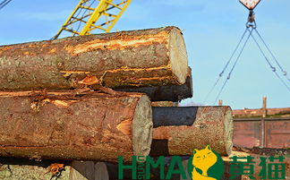 黃貓木業(yè) 以匠心與自然共筑健康環(huán)保家居，盆景為生活點(diǎn)睛