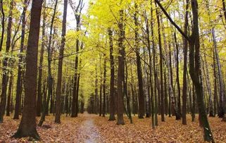 2017年農(nóng)村征地補(bǔ)償新政策 菜田地補(bǔ)償標(biāo)準(zhǔn)最高，花卉用地如何認(rèn)定？