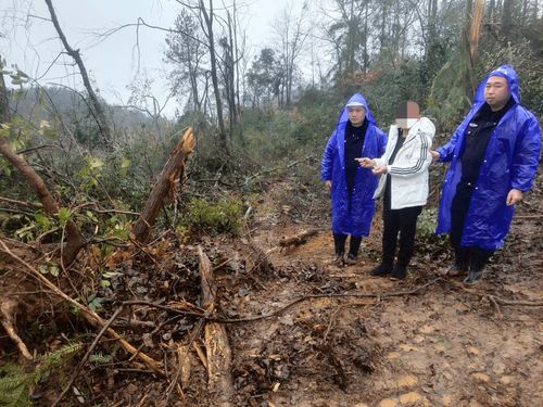 守護綠水青山！施秉縣成功破獲一起重特大濫伐林木案
