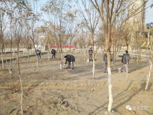 冬日添新顏，綠色建材廠組織員工開展樹木涂白義務(wù)勞動